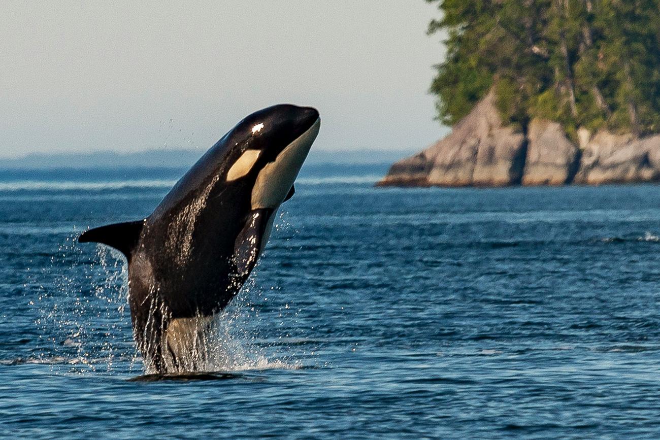 Killer Whale breaching out of ocean with coastline in background.